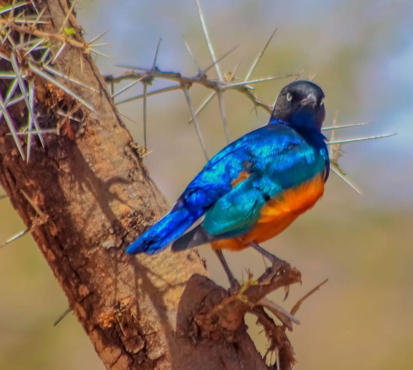 Conservation Efforts