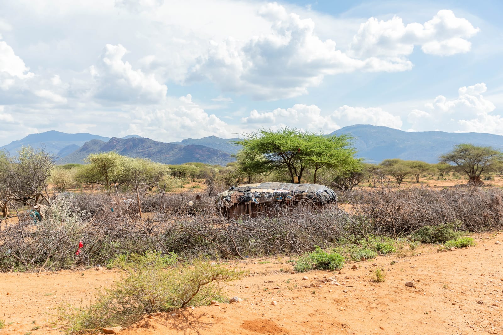 LANCCI conservation programmes